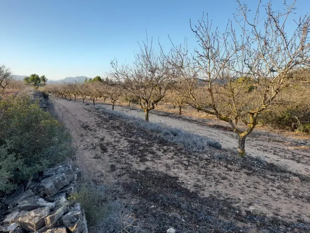 OCASION GRAN  FINCA EN PRODUCCION DE 8,4 HAS. EN CORBERA D´EBRE — 24