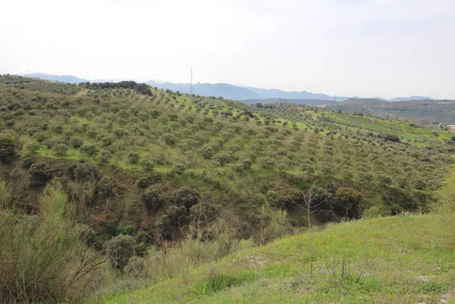 FINCA EN CORTIJO SAN JERÓNIMO (BARTODANO) — 49