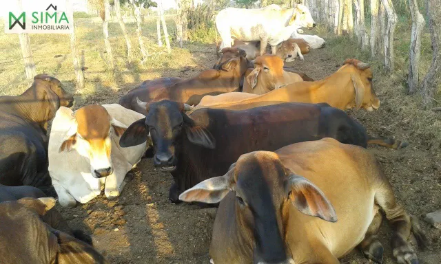 SE VENDE FINCA GANADERA EN EL MUNICIPIO DE MAHATES BOLIVAR — 17