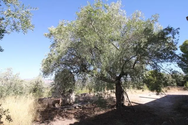 IMPRESIONANTE FINCA DE 30 HECTÁREAS CON TERRENO CULTIVABLE Y VISTAS PANORÁMICAS A VILLENA — 39