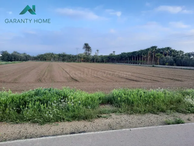 Terreno rural 4300m² en venta - Elche - foto 2
