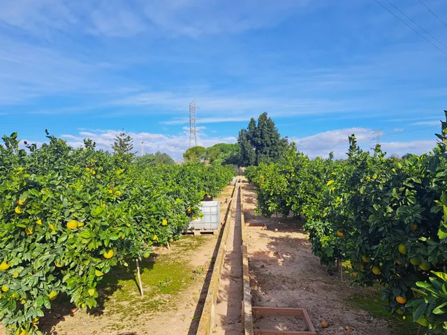 CAMPO DE NARANJOS EN PRODUCCIÓN — 7