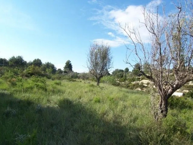 Terreno rústico de unos 8000 m2 en la Fuente de la Virgen .  - foto 5