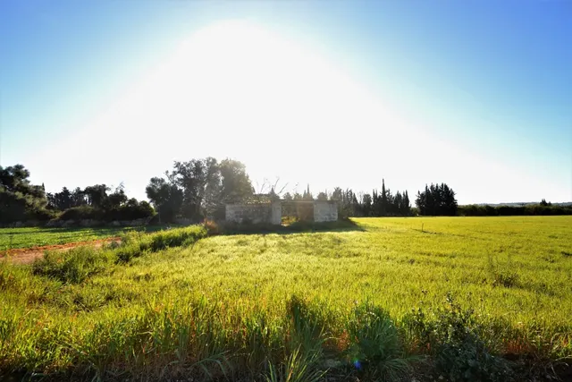 Finca con proyecto aprobado en Llubi — 17