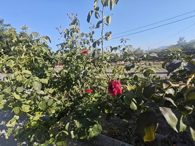 Campo en Sax 14.000 m2 parcela y casa con piscina — 33