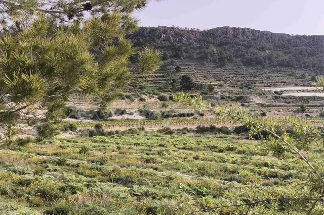 Parcela en Venta en Romana, La Alicante