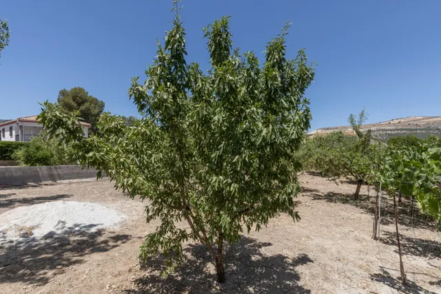 Terreno urbano en la aldea de los Bermejales, termino de Arenas del Rey — 5