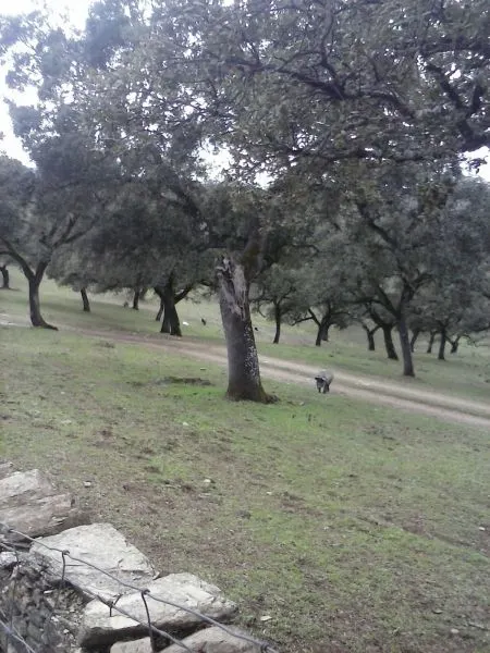 DEHESA 160 Has, GANADERA SIERRA DE HUELVA — 9