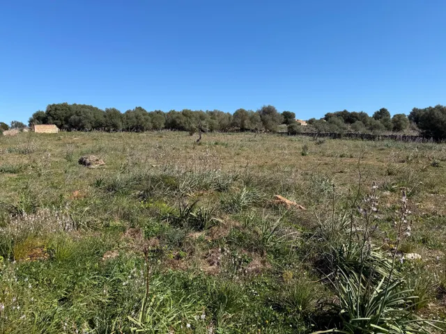 Finca rústica de 25.574 m2 con proyecto de vivienda y piscin - foto 2