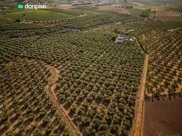 Finca en el término "Los LLanos " en Moraleda de Zafayona a 20 minutos de Granada Capital — 45