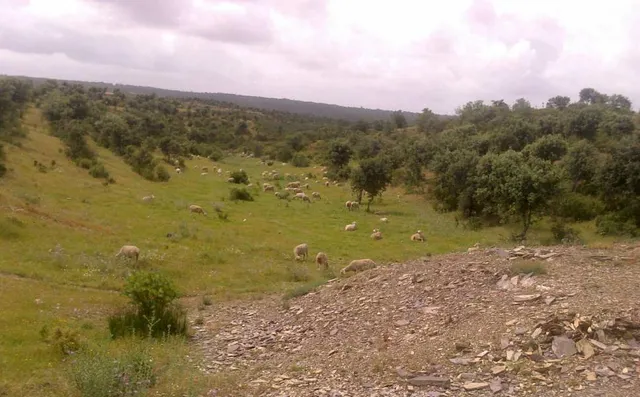 ESPECTACULAR FINCA RÚSTICA 200 HECTÁREAS PARA AGRICOLA, GANADERO, FORESTAL, CAZA EN VALVERDE HUELVA — 17