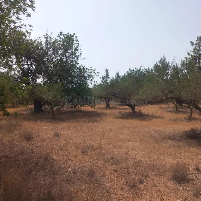 Finca rústica con casa de campo reformada, olivos, algarrobos y caravana, cerca de Tortosa — 27
