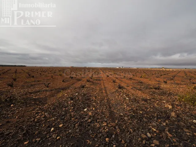 Se vende 13,3 hectareas de viña airen TODO DECLARADO DE AGUA