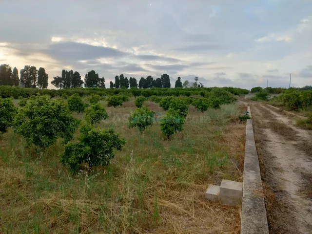 Terreno agrícola en venta – 13.013 m2 con cultivo de naranjo - foto 5