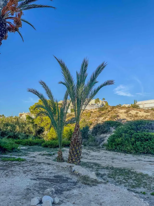 ALQUILER EN VENTA LANUZA · EL CAMPELLO — 31