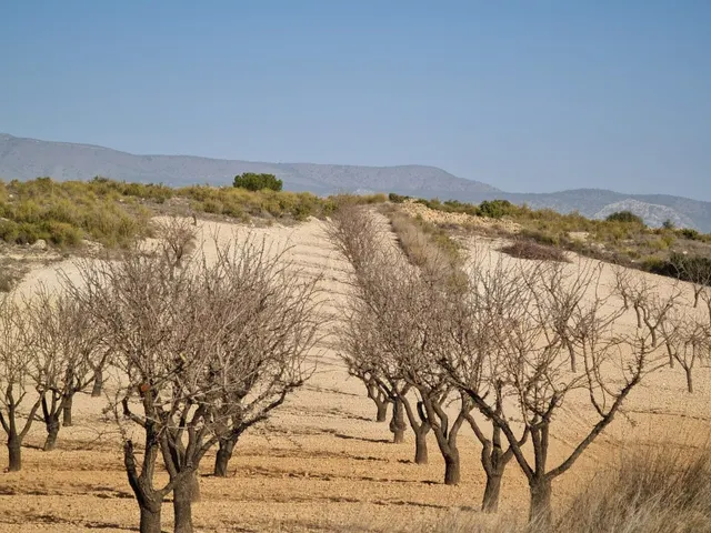 Parcela 400m² en venta - Jumilla