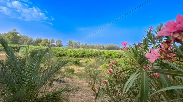FINCA DE USO AGRARIO CON CASA EN COÍN. MÁLAGA - foto 2