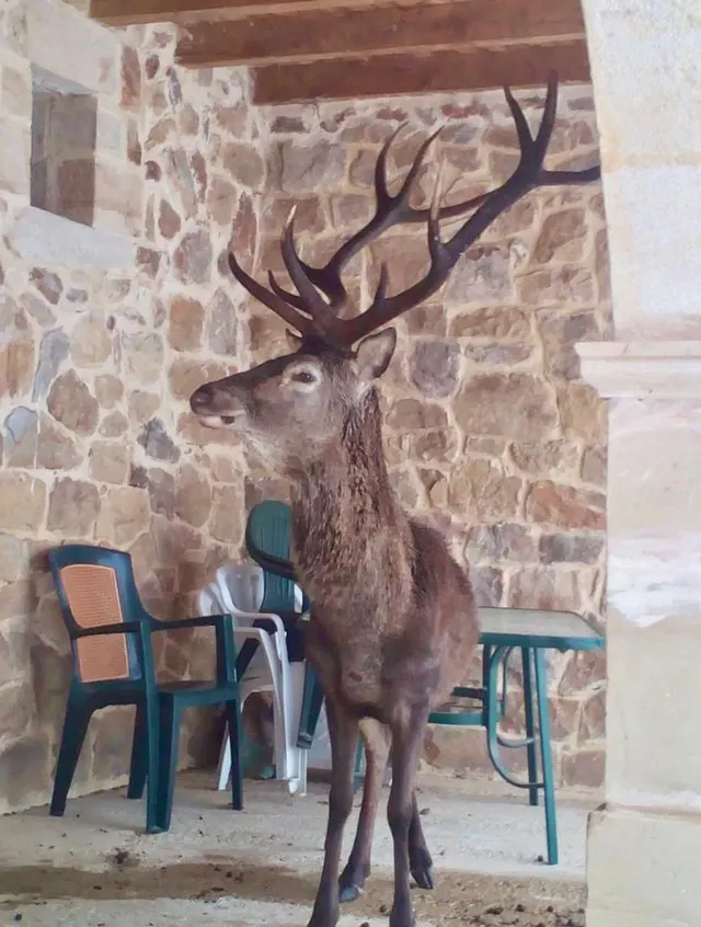 CASA DE PIEDRA EN PARQUE NATURAL RESERVA DEL SAJA — 39