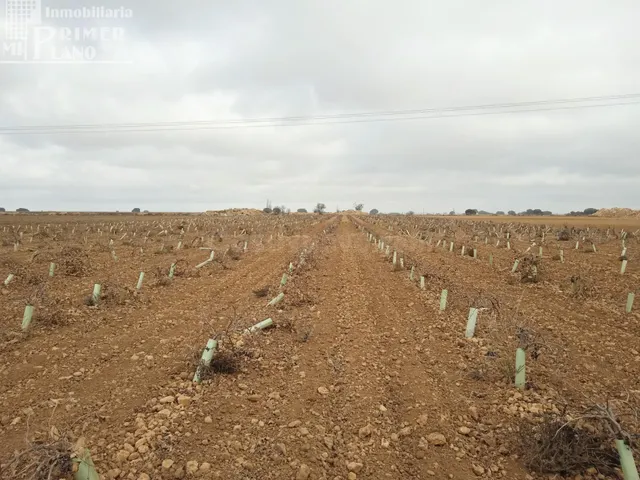Se venden 16 hectareas de viña en la zona de cantivano y Min - foto 5
