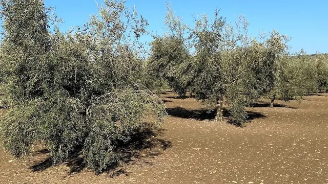 Olivar Intensivo — 5