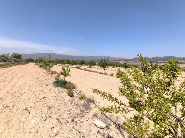 Parcela para construir en Monóvar, Comunidad Valenciana - foto 3