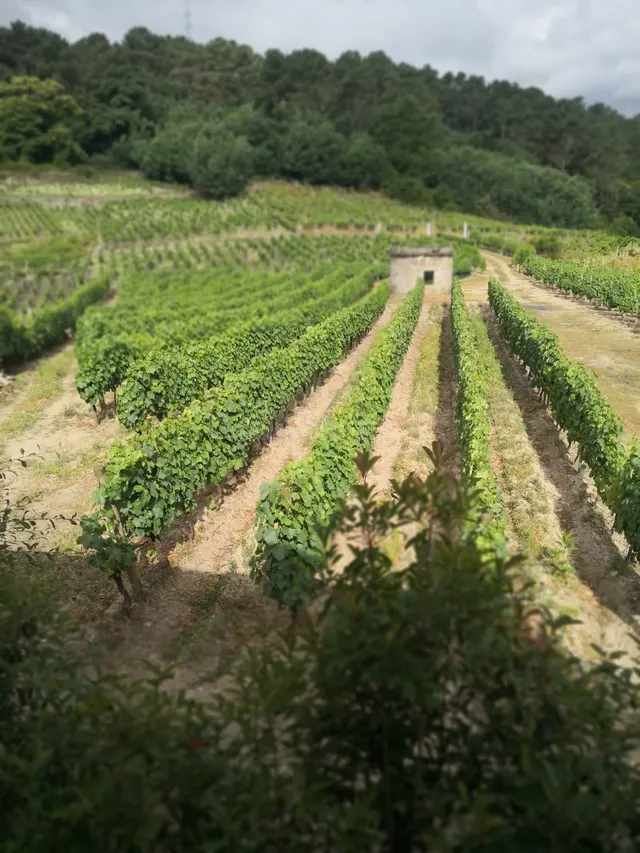 Casa con viÑ±edo en el Ribeiro: refugio de lujo ðð¡ - foto 5