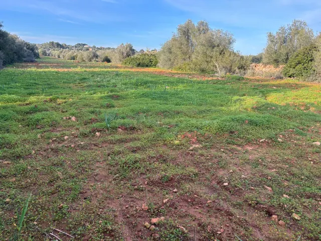SUELO RÚSTICO PARA CONSTRUIR, SES SALINES - foto 3