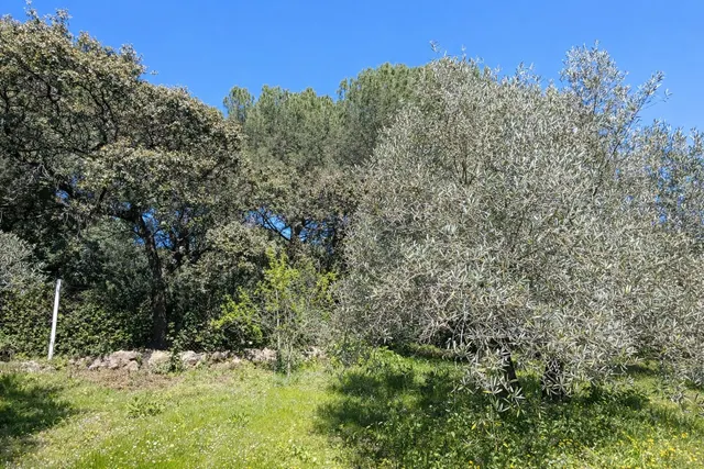 En venta maravillosa finca Rustica de Olivos — 38