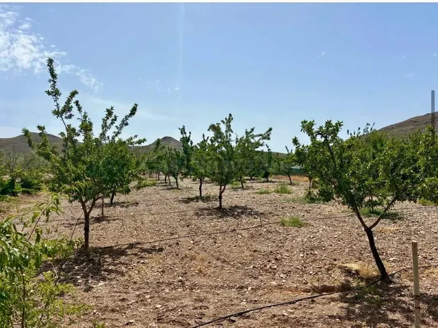 Finca agrícola y ganadera de 25.000 m2 con pozo propio, placas solares y plantación en producción en Gérgal — 17