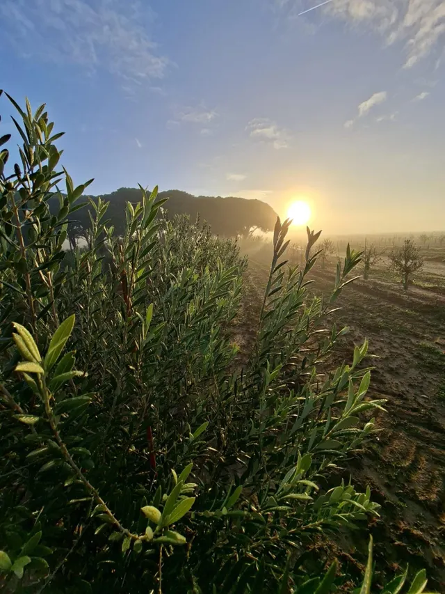 CORTIJO EXPLOTACION AGRARIA Y OLIVAR EN PRODUCCION FRENTE A LA BARROSA — 3