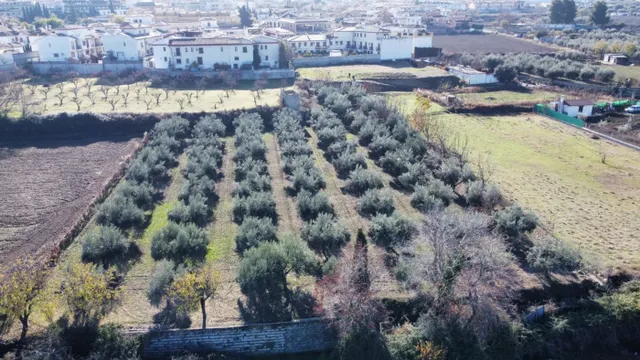 OLIVAR EN LA ZUBIA DE 3.597 M2 — 21