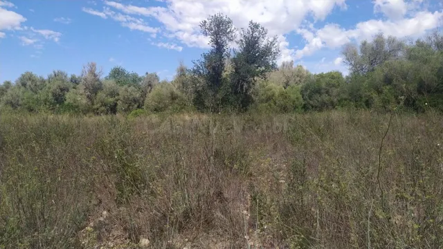 Terreno en venta en Algaida - foto 5