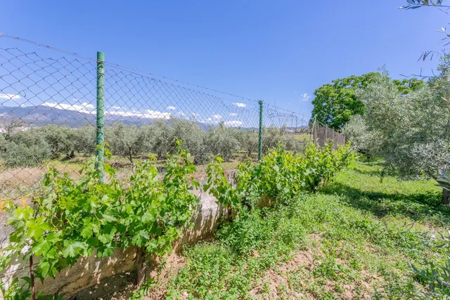 "¡Vive la vida en el campo! Terreno con casa de aperos y cultivos de olivos y frutales en ve — 25