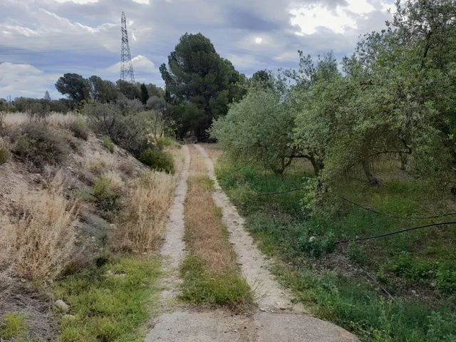 OPORTUNIDAD FINCA RUSTICA DE REGADIO CON CASA DE CAMPO EQUIPADA EN ASCO — 33