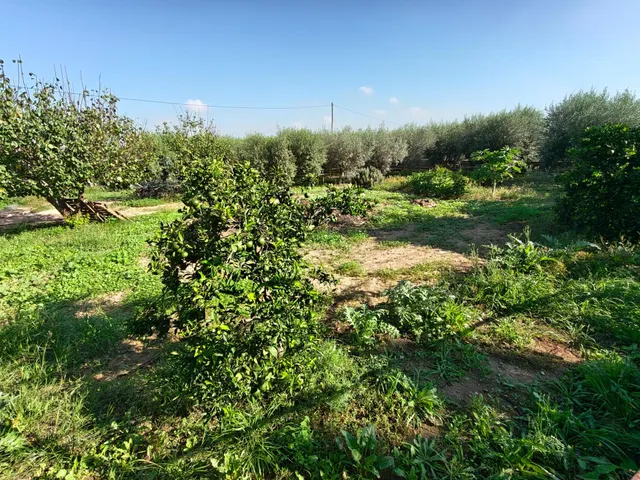 Finca Rústica con Chalet y Piscina en La Palma, Cartagena — 35