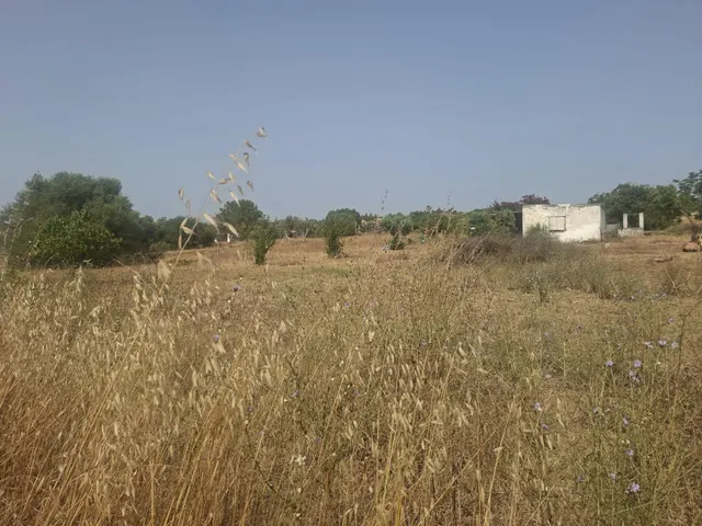 FANTASTICA PARCELA CON construcción EN EL PAGO DEL HUMO — 9