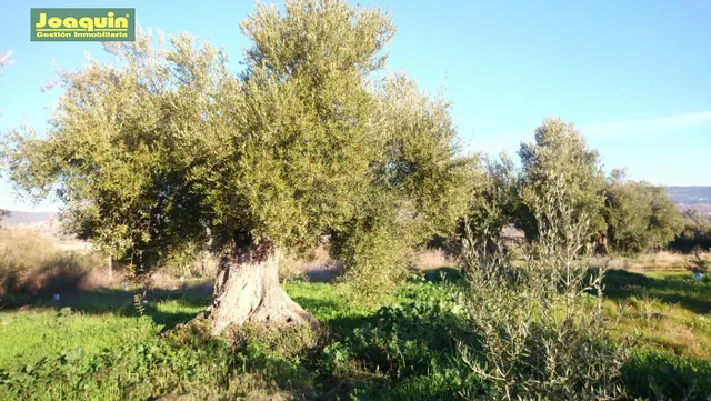 TERRENOS RUSTICOS EN BARRIADA DEL ÁNGEL