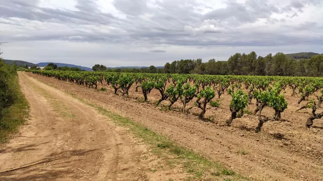 PROYECTO DE FINCA RÚSTICA — 26