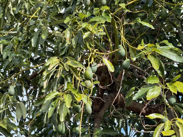 Finca rústica de AGUACATES con CONTRUCCIÓN de 37 m2 en Los Guájares (Faragüit) — 39