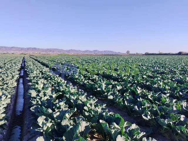Terreno de riego consolidado — 11