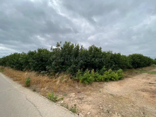 Terreno rural de kaki empeltado con manzanos - foto 3