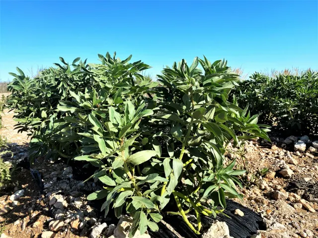 Parcela cultivada en producción — 14