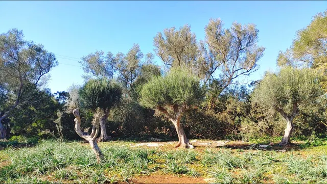 Enorme terreno boscoso con proyecto de un chalet y piscina en Felanitx, Mallorca — 3
