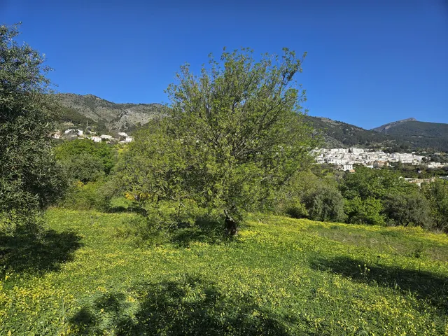 Finca rústica con olivos y cuadra en Casarabonela (Málaga) — 9