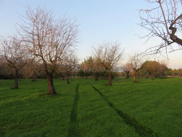 Finca rústica en venta en Selva — 2