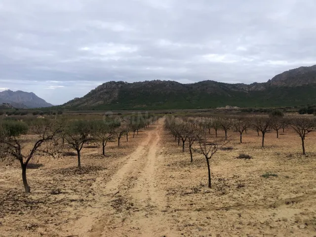 Venta PARCELA 48.000 mts Campo Ricote-ZONA LAS VENTANAS - foto 4