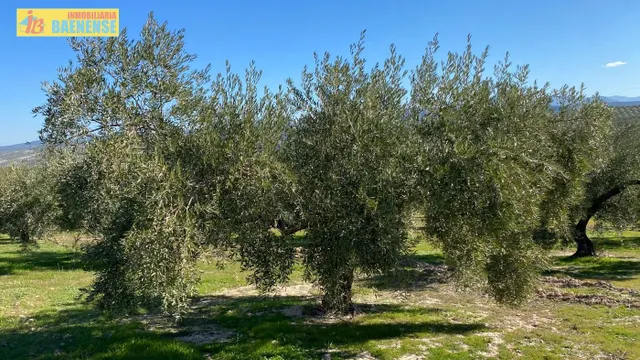 Buen olivar a pie de carretera. — 2