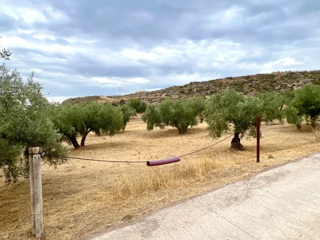 NIVAR - FINCA DE OLIVOS — 11