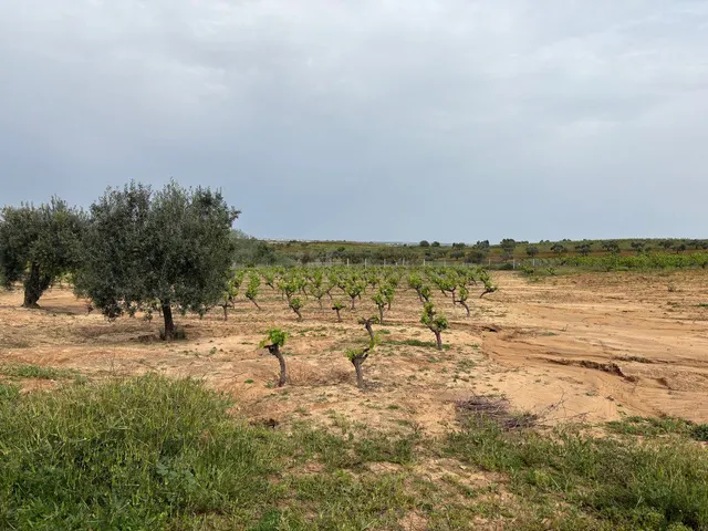 Terreno rural en venta - Andalucia - foto 2