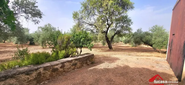 FINCA OLIVAR EN MONTORO: PRODUCCIÓN, RENTABILIDAD Y GRANDES 